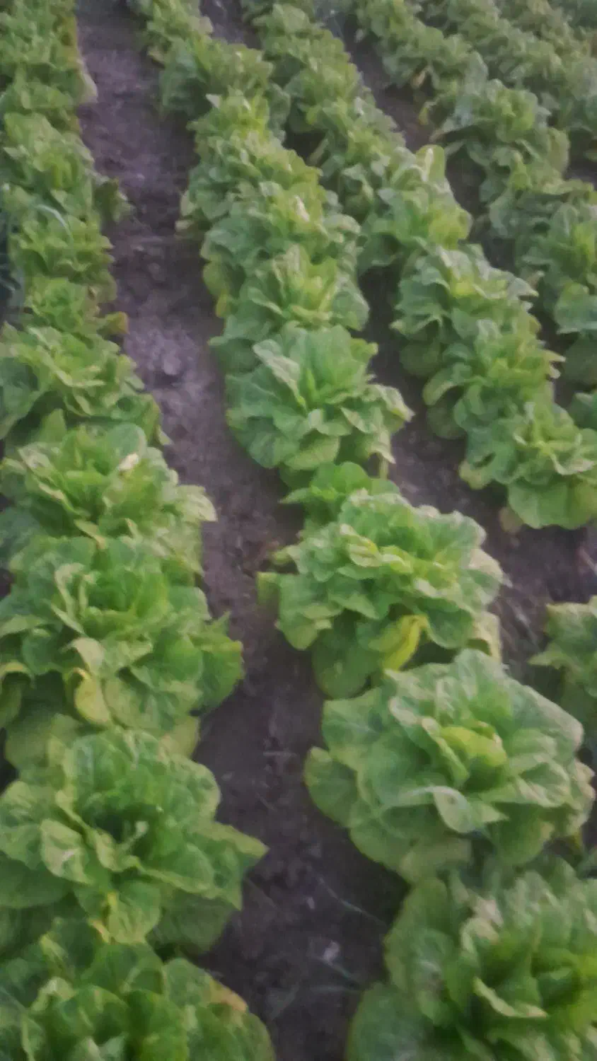 کاهو روغنی|خوردنی و آشامیدنی|خان ببین, |دیوار