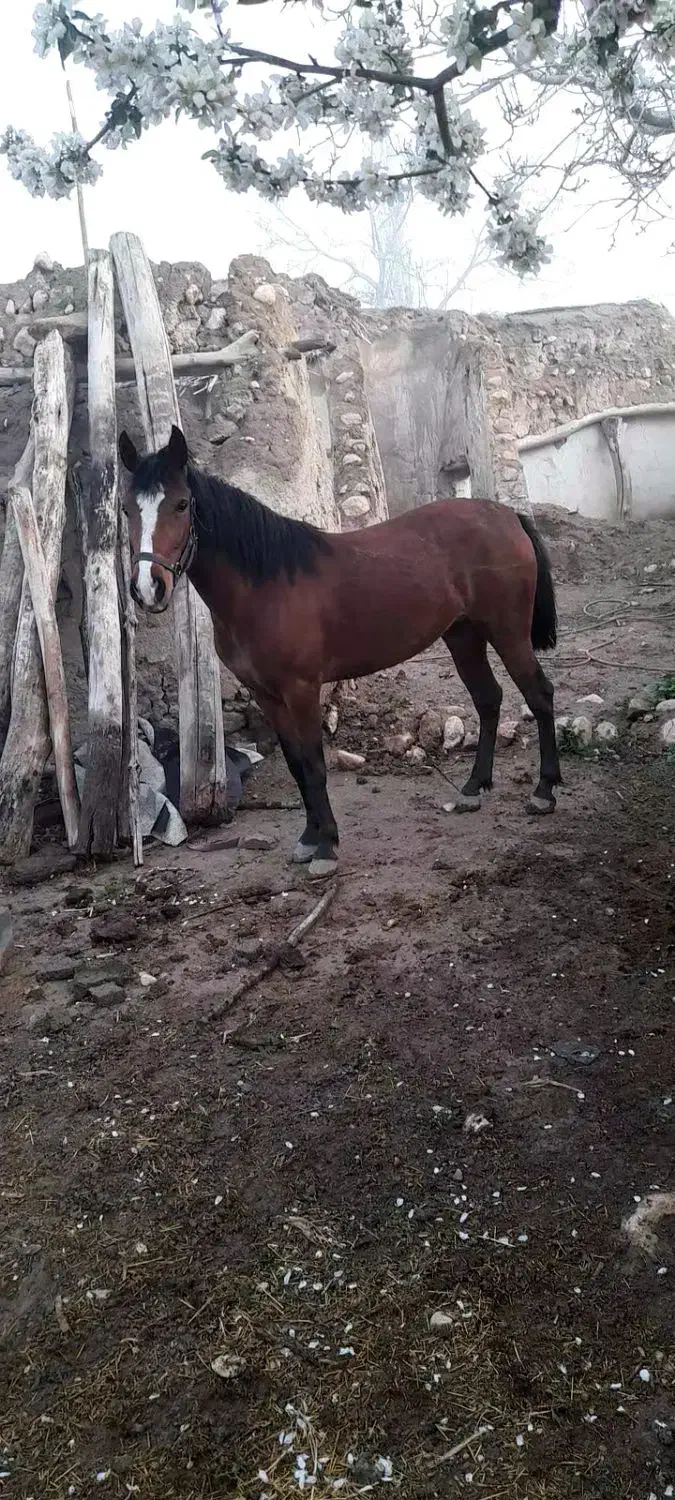 اسب مادیان|اسب و تجهیزات اسب‌سواری|زنجانرود, |دیوار
