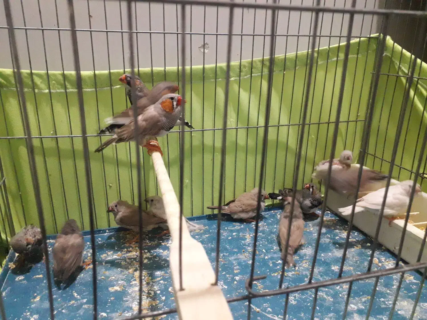 فنج کینگ وزبرا سلامت|پرنده|تهران, مینای جنوبی|دیوار