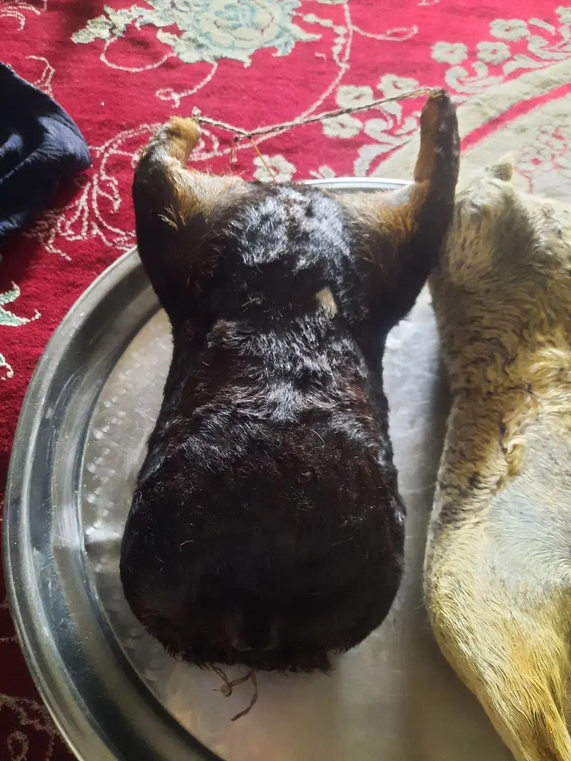 هیزه|ظروف نگهدارنده، پلاستیکی، یکبارمصرف|کوهدشت, |دیوار