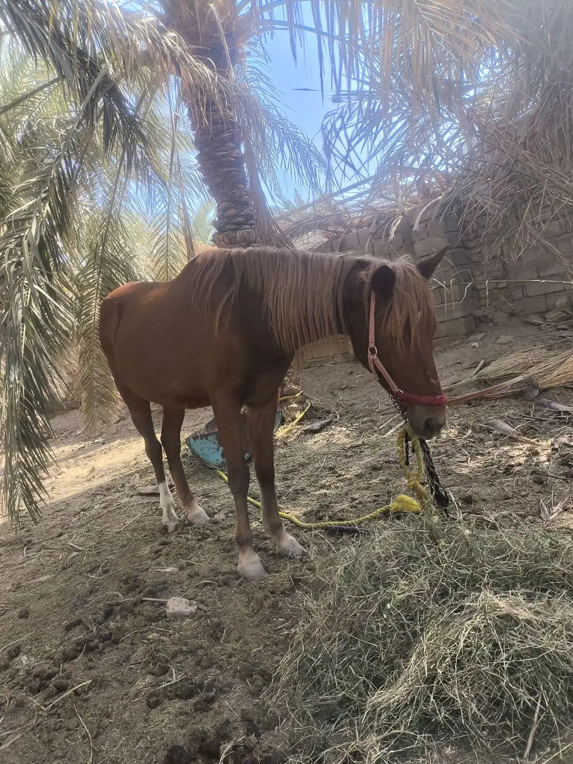 اسب ماده سر حال و شاد|اسب و تجهیزات اسب‌سواری|نرماشیر, |دیوار