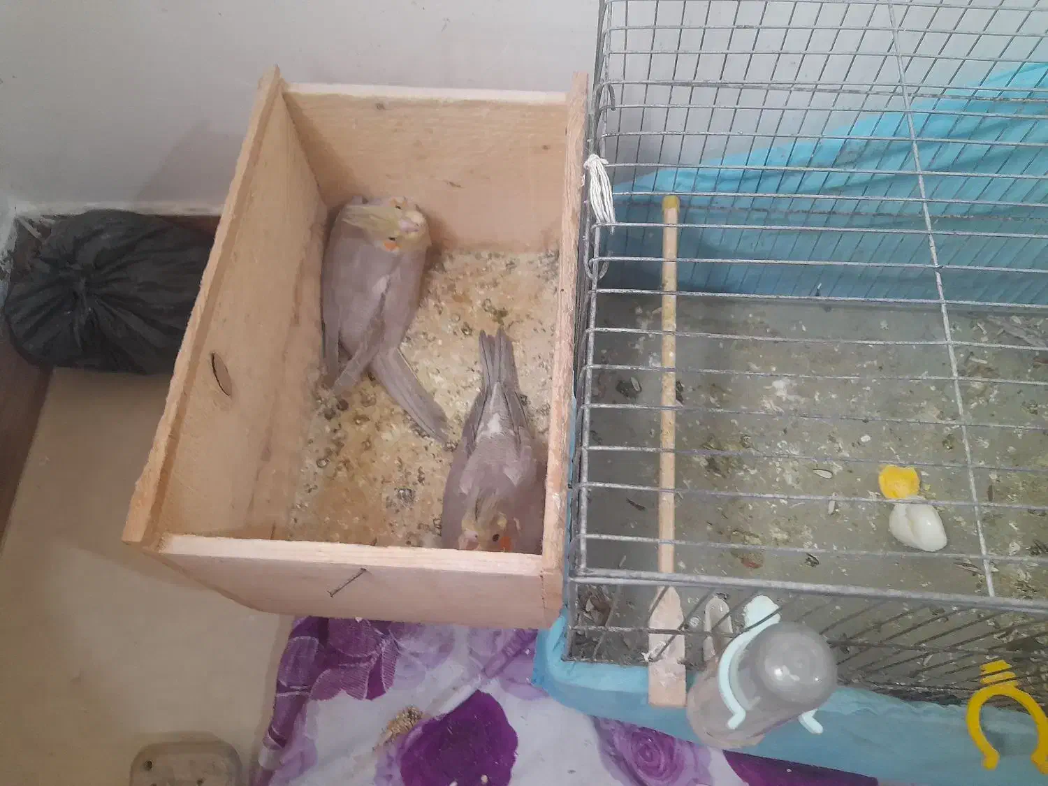 پدر آلبیونو ومادر لوتیتو با دوجوجه دانه خور|پرنده|رشت, دیانتی|دیوار