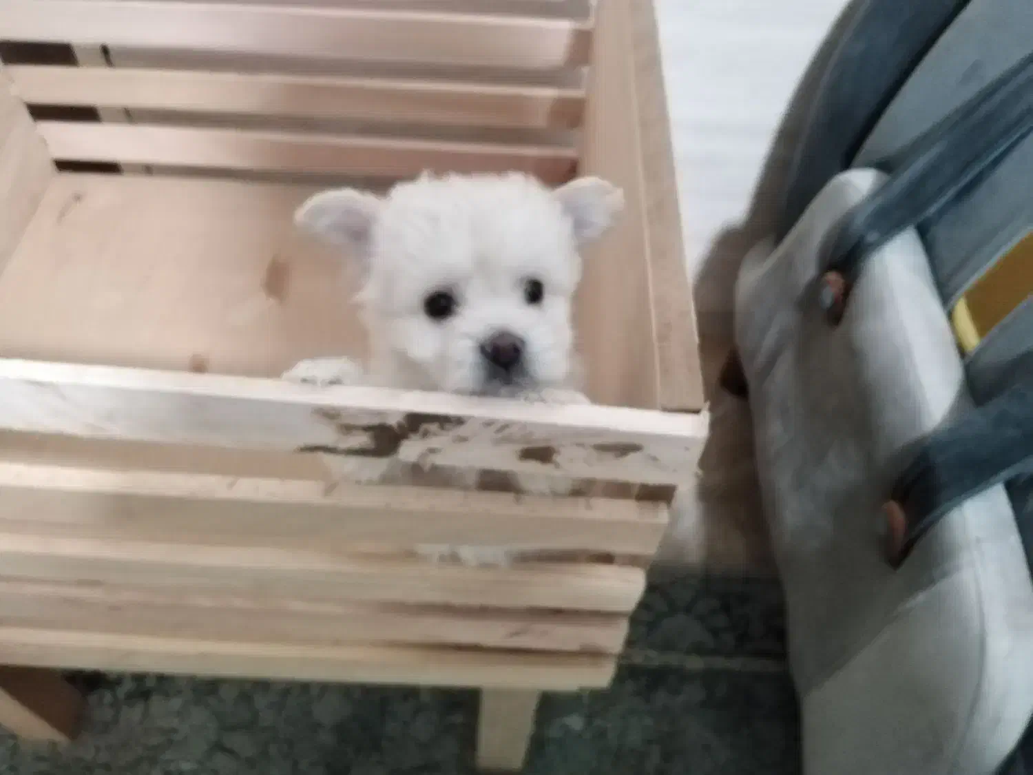 سگ سایز ریز و خوشکل|سگ|شیراز, حافظیه|دیوار