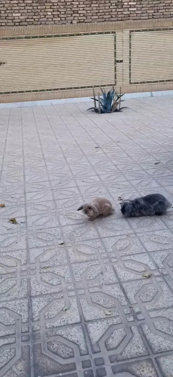 خرگوش لوپ اصلی|موش و خرگوش|لنجان, |دیوار