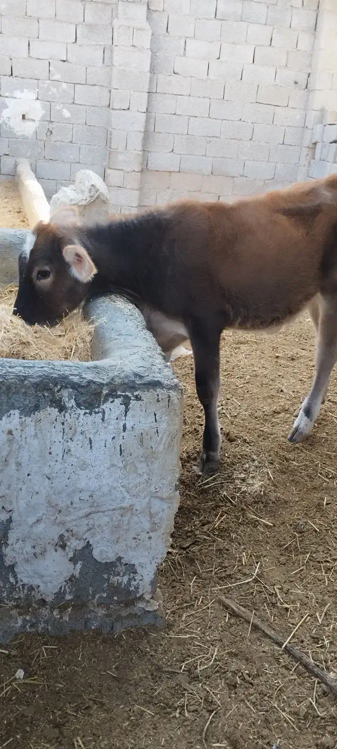 گوساله ماده جنس خوب|حیوانات مزرعه|آبپخش, |دیوار