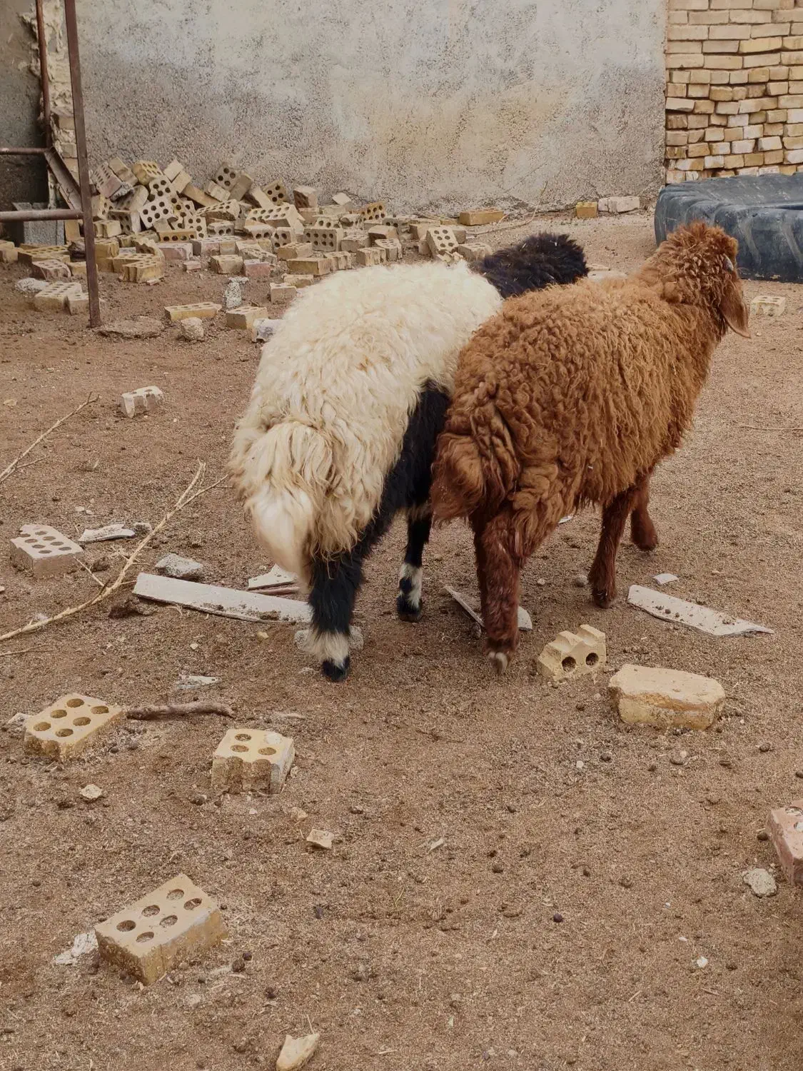 دوعدد بره نر و ماده درجه یک|حیوانات مزرعه|اهواز, منازل کارون|دیوار