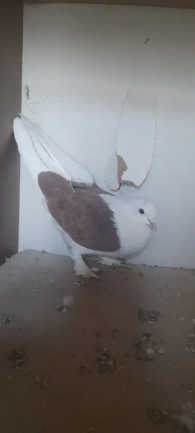 کبوتر|پرنده|برخوار, |دیوار