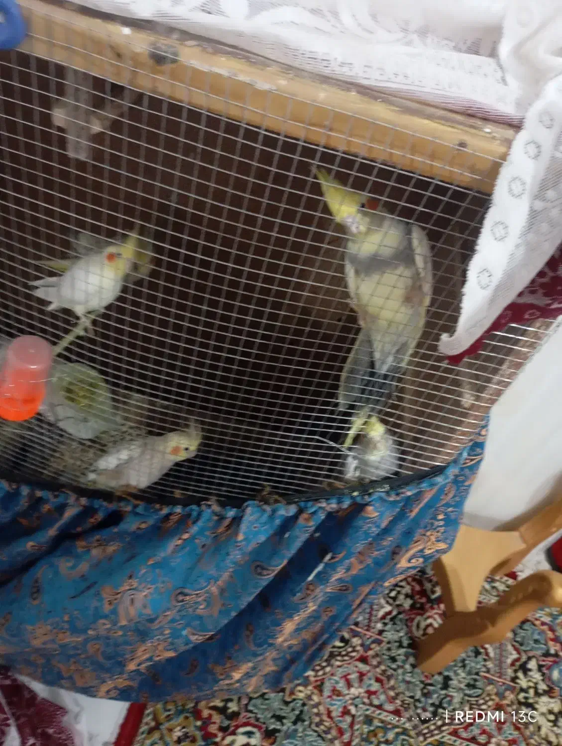 عروس هلندی فوری|پرنده|میناب, |دیوار