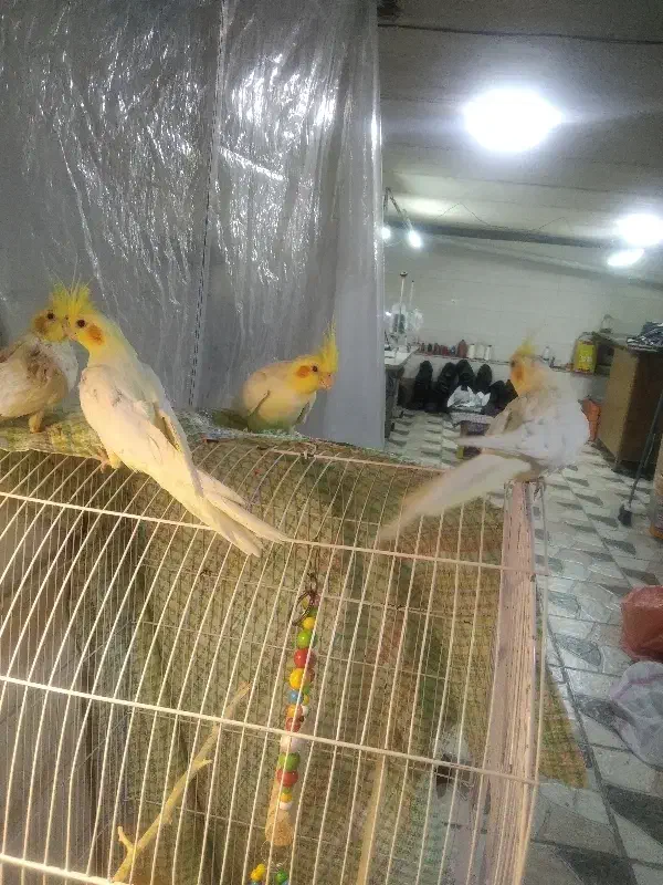 عروسهلندیچهارتا|پرنده|باسمنج, |دیوار