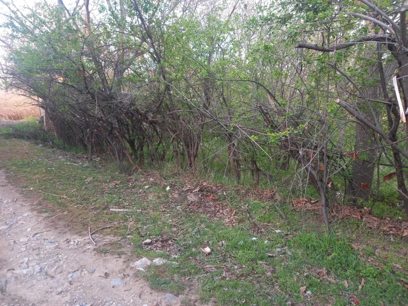 فروش قطعات ۱۰۰۰ متری باغ و زمین کشاورزی|فروش زمین و ملک کلنگی|نهاوند, |دیوار