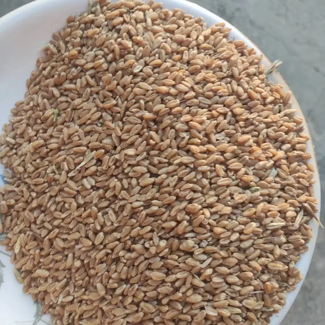 گندم|عمده‌فروشی|شیراز, باغ تخت|دیوار