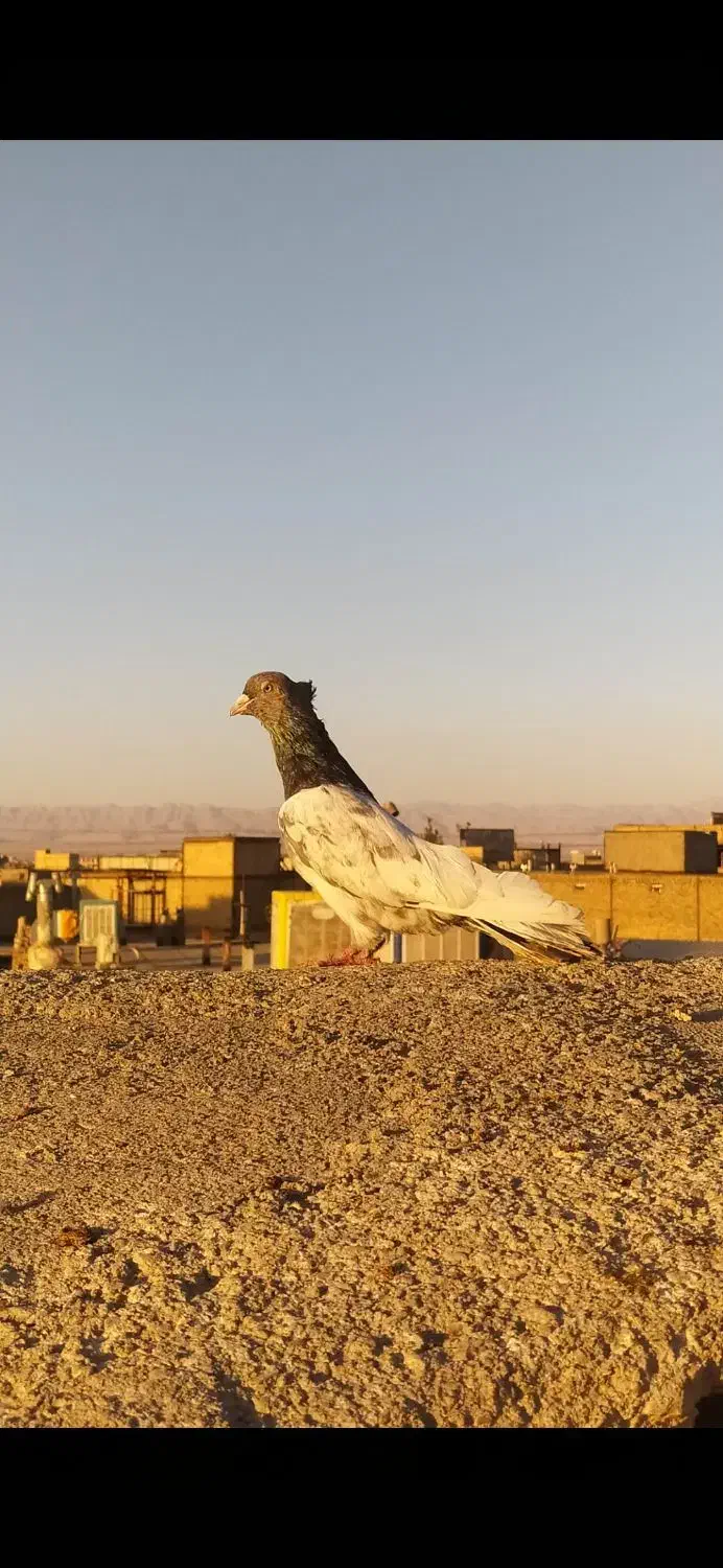 کبوترسینه سیاه  کله سبز ساده کاکل طوقی شازده سرور|پرنده|مشهد, امیریه|دیوار