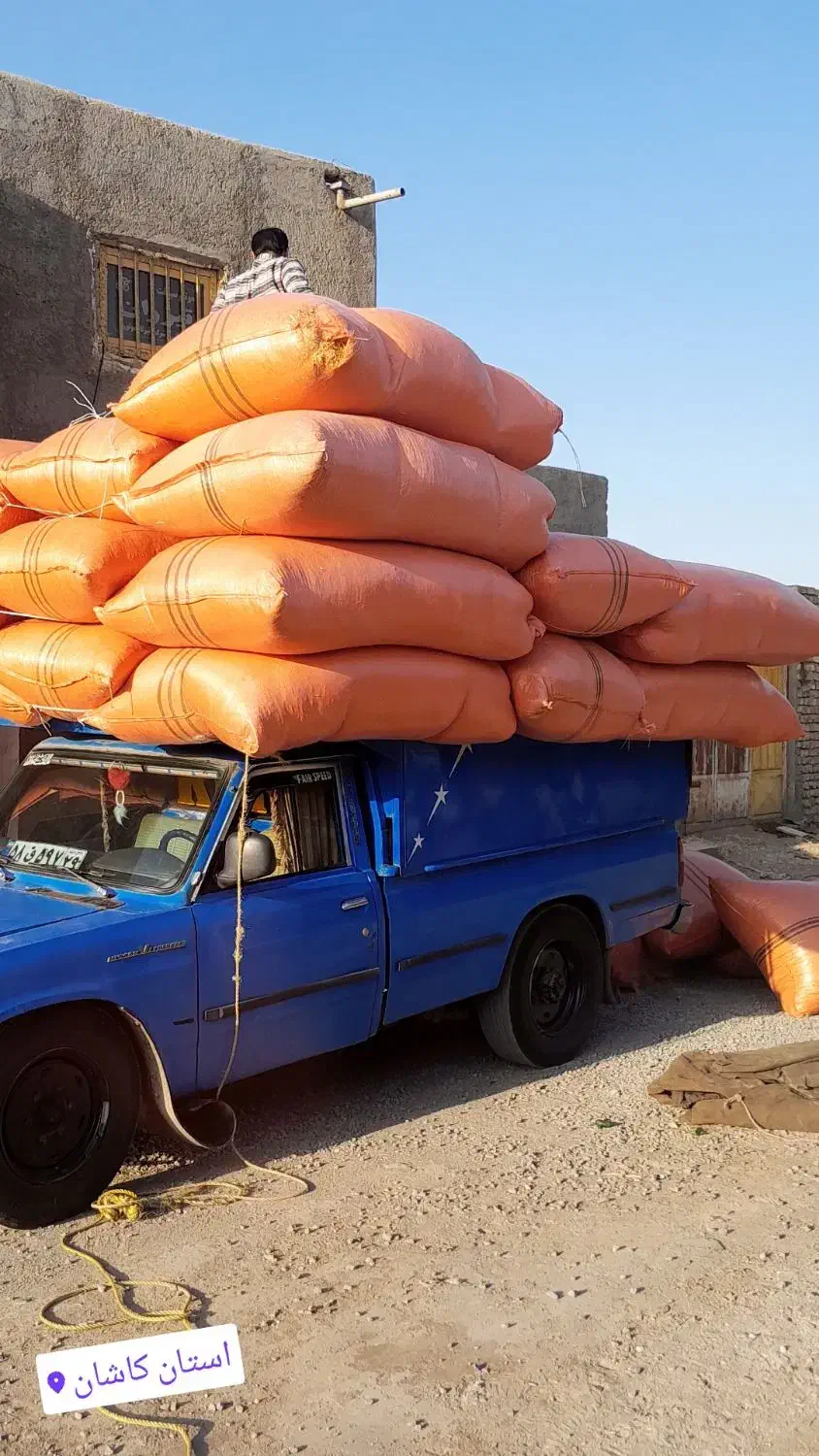 کاه گندم کردستان دیم|خدمات باغبانی و درختکاری|کاشان, ۲۲ بهمن|دیوار