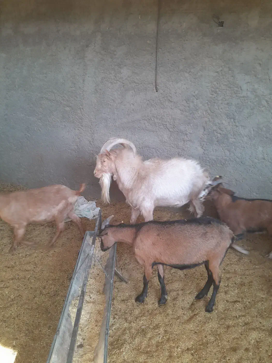 نر بز دورگ|حیوانات مزرعه|کاشان, زیدی|دیوار