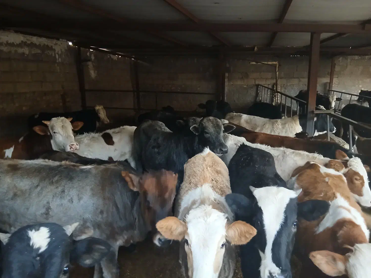 20راس گوساله سیمنتاودرگ بهترین جنس براپروار|حیوانات مزرعه|پلدختر, |دیوار