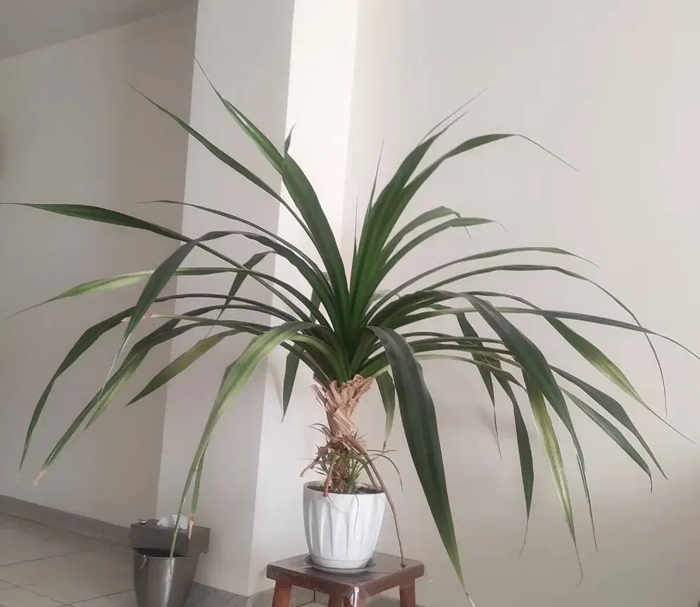 گل پاندانوس|گل و گیاه طبیعی|کرج, شاهین‌ویلا|دیوار