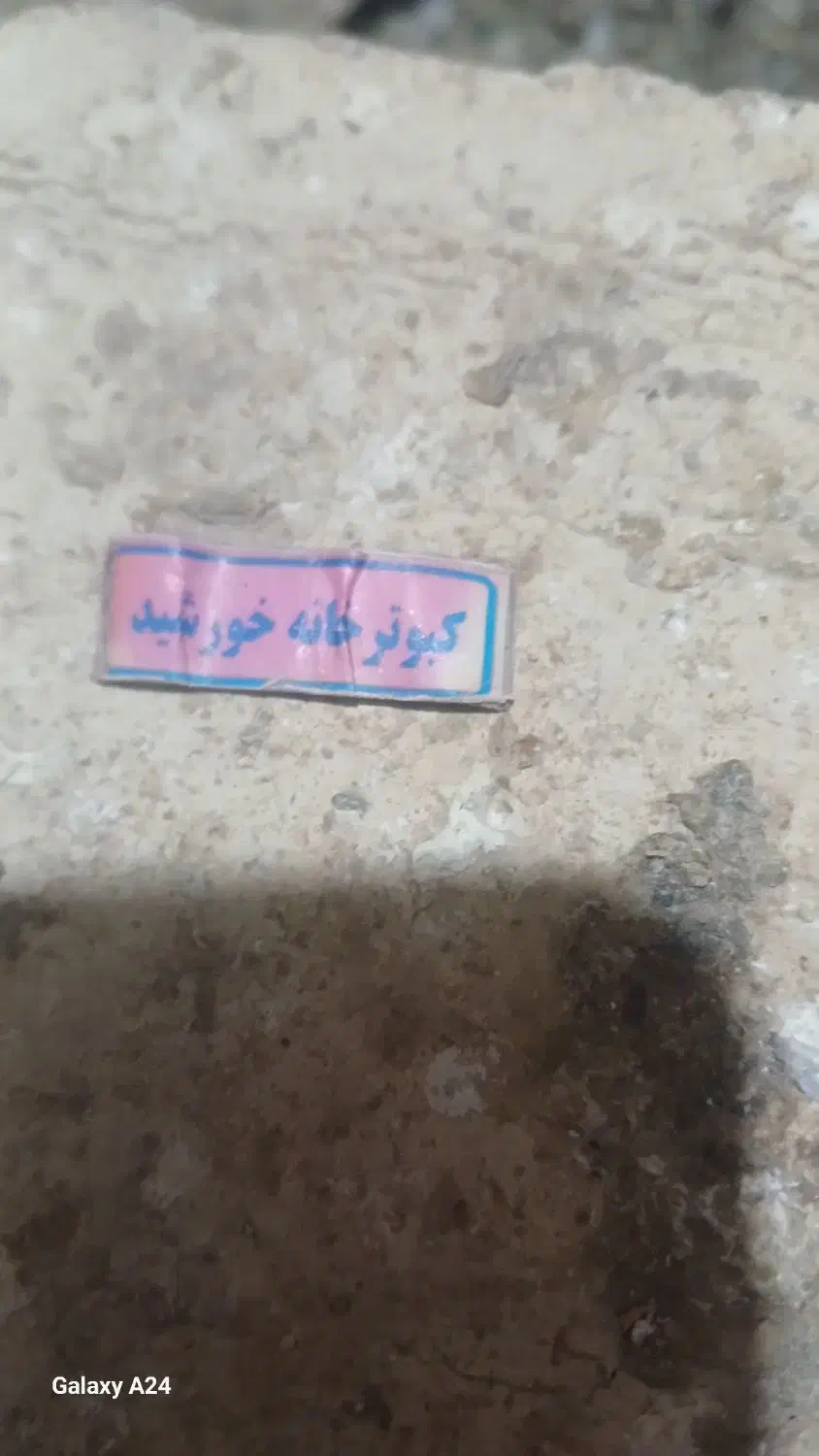 گرفتنی|پرنده|رزن, |دیوار