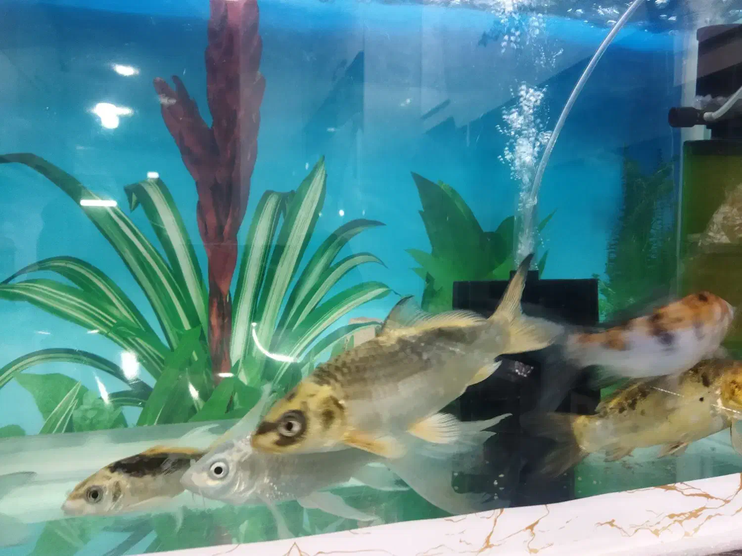 کوی فیش|ماهی|تبریز, |دیوار