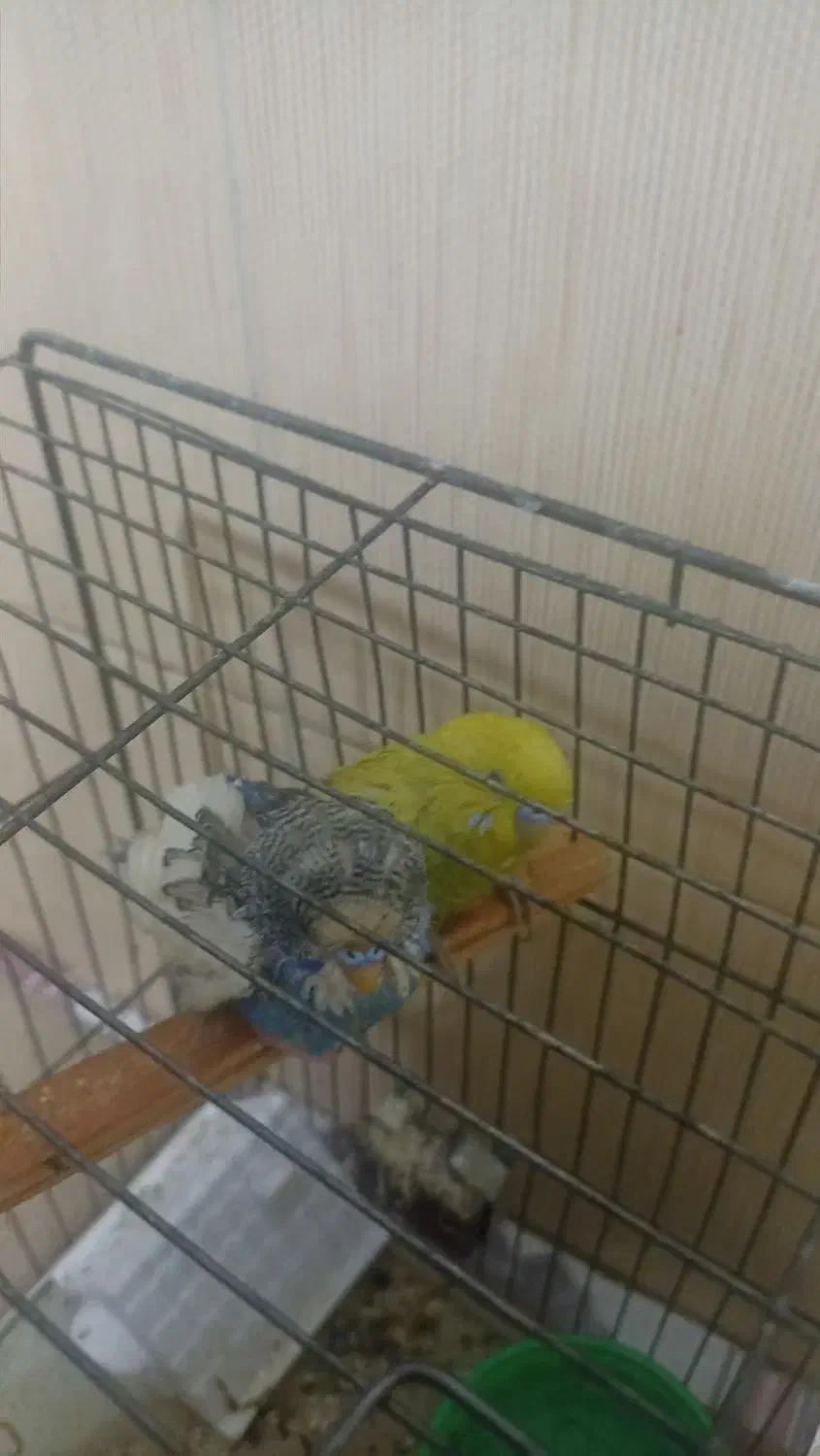 راهنما|فعالیت داوطلبانه تحقیقاتی|اهواز, کوی عابدی|دیوار