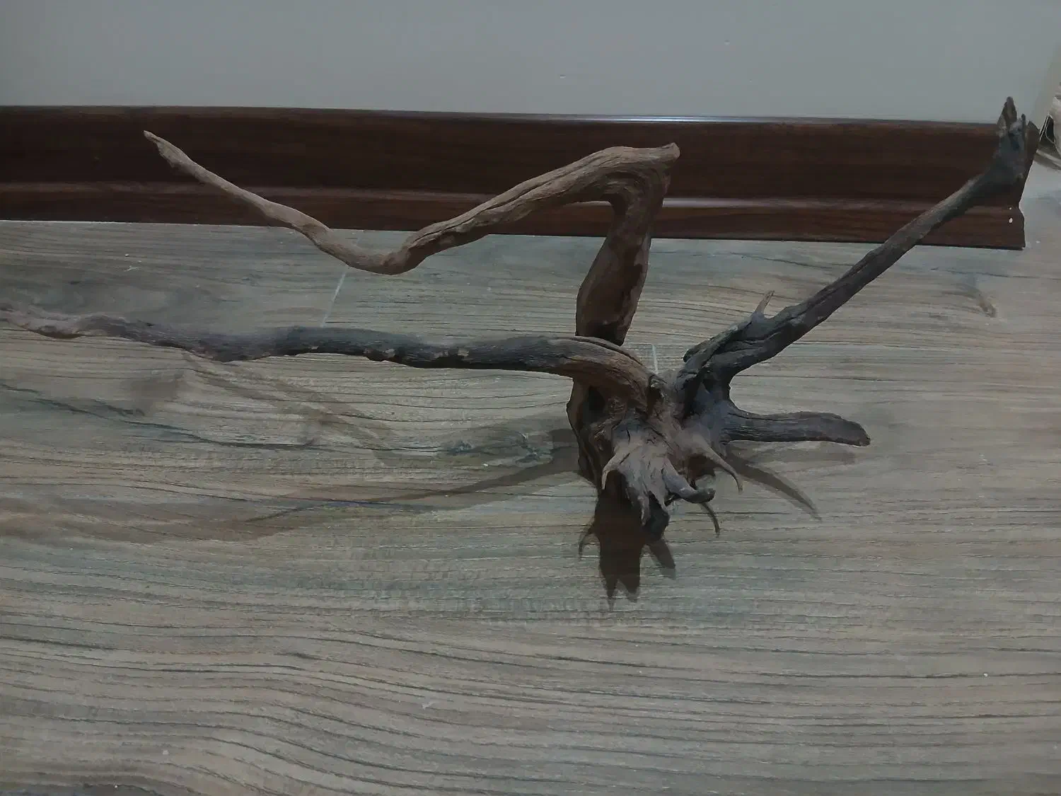 ریشه آبنوس آکواریوم|ماهی|یزد, |دیوار