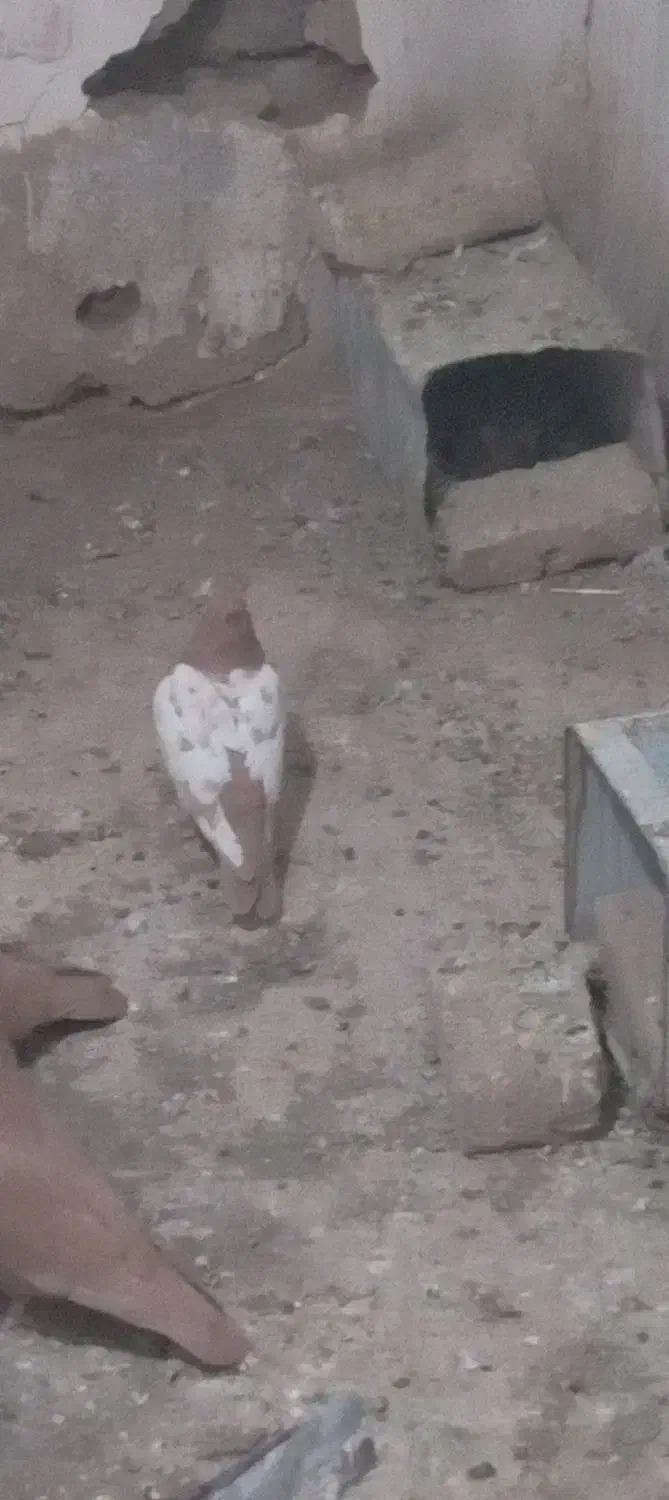 کفتر|پرنده|مه ولات, |دیوار