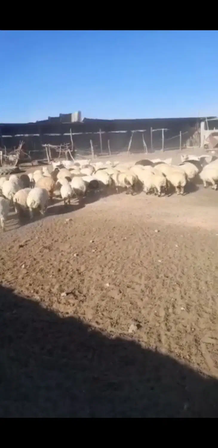 گوسفند|حیوانات مزرعه|بندرعباس, |دیوار