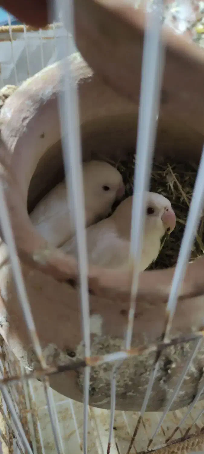 کوتوله چشم قرمز|پرنده|بختگان, |دیوار