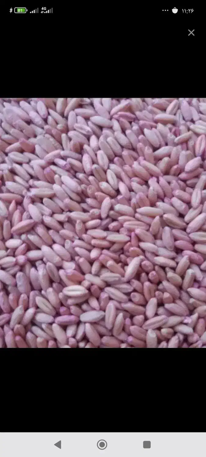 گندم اماده کاشت ۲۶۰۰۰|عمده‌فروشی|سربند, |دیوار