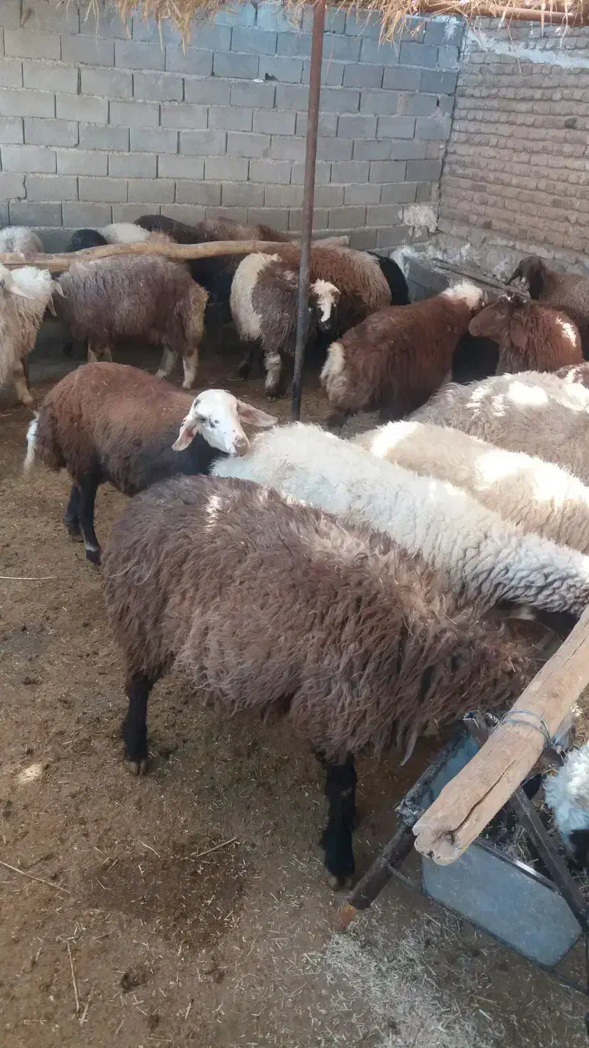 بره چاق برای کشتار|حیوانات مزرعه|نجف‌آباد, قلعه سفید|دیوار