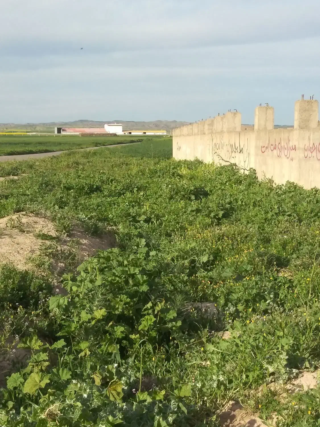 ۸۲۰۰متر زمین مجوز گاوداری بر جاده و سازه نیمه کار|فروش دفتر صنعتی، کشاورزی، تجاری|گنبد کاووس, |دیوار