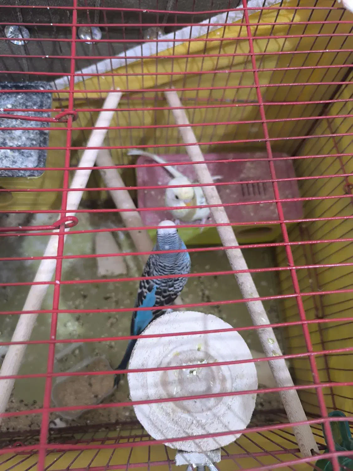 پرنده|پرنده|شیراز, کوشک میدان|دیوار