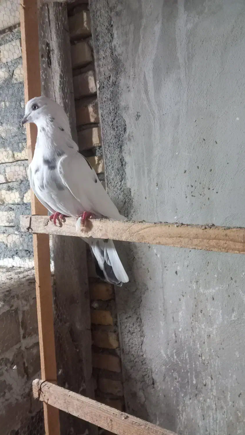 کبوتر پرشی|پرنده|بندر ترکمن, |دیوار