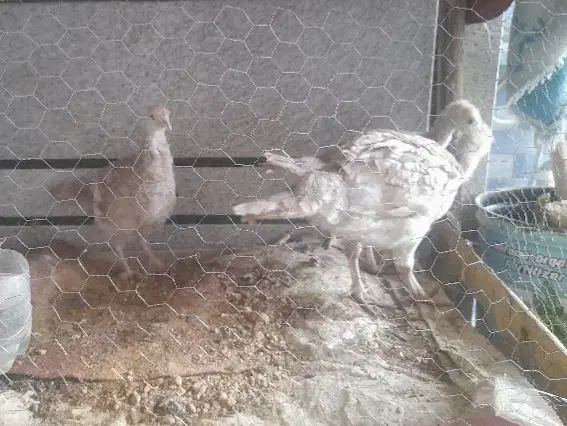 بوقلمون سه ماهه|حیوانات مزرعه|اندیمشک, |دیوار