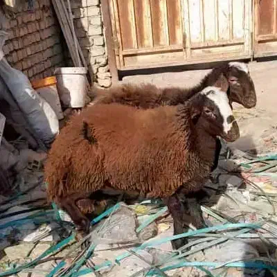 بره|حیوانات مزرعه|کاشان, دشت لتحر|دیوار