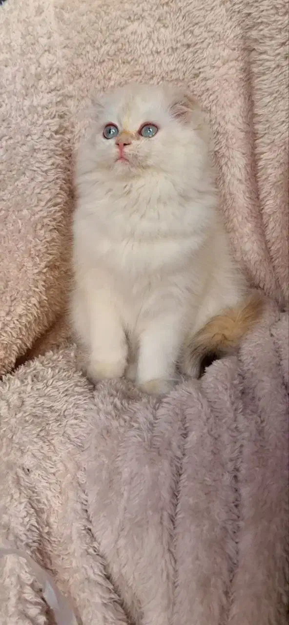 گربه بریتیش ns12فولدلانگ هیر|گربه|تهران, سعادتآباد|دیوار