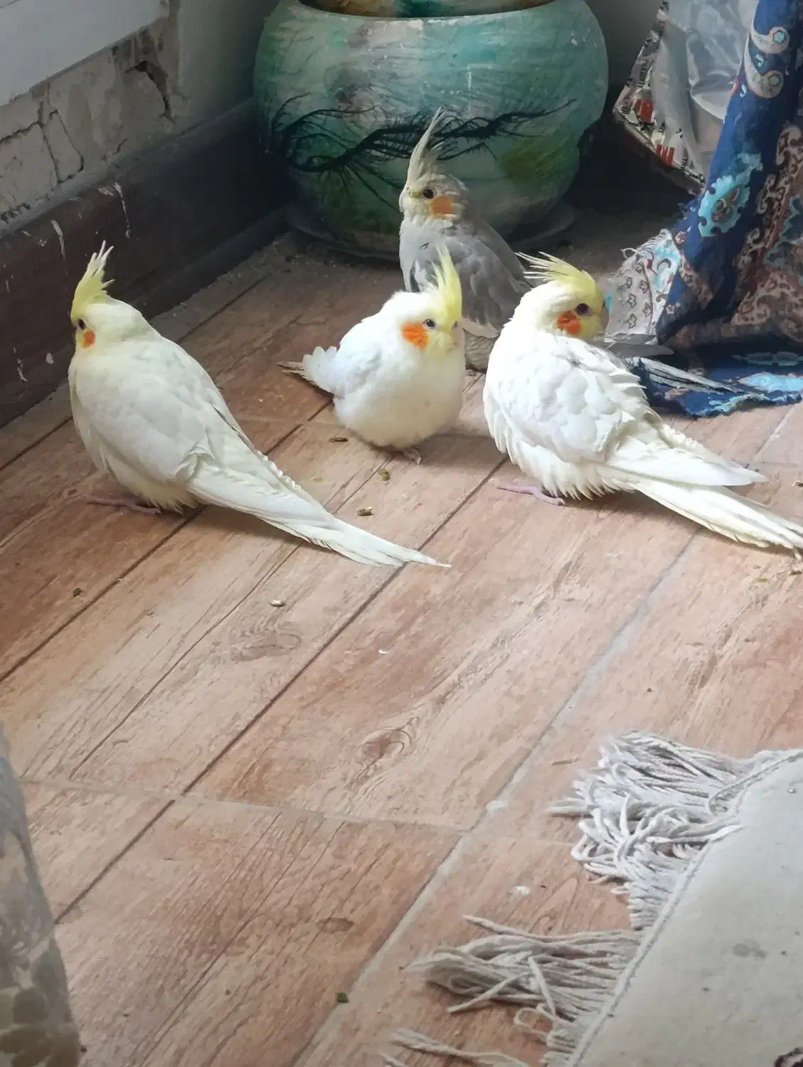 فروش عروس هلندی|پرنده|مرودشت, ولایت|دیوار