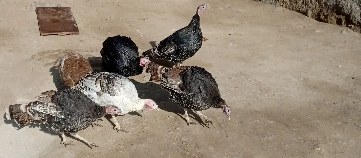 بوقلمون|حیوانات مزرعه|سلماس, |دیوار