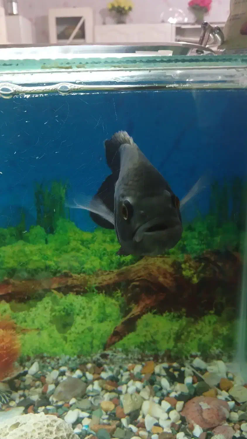 اکواریوم|ماهی|مرودشت, شهرک مهدیه|دیوار