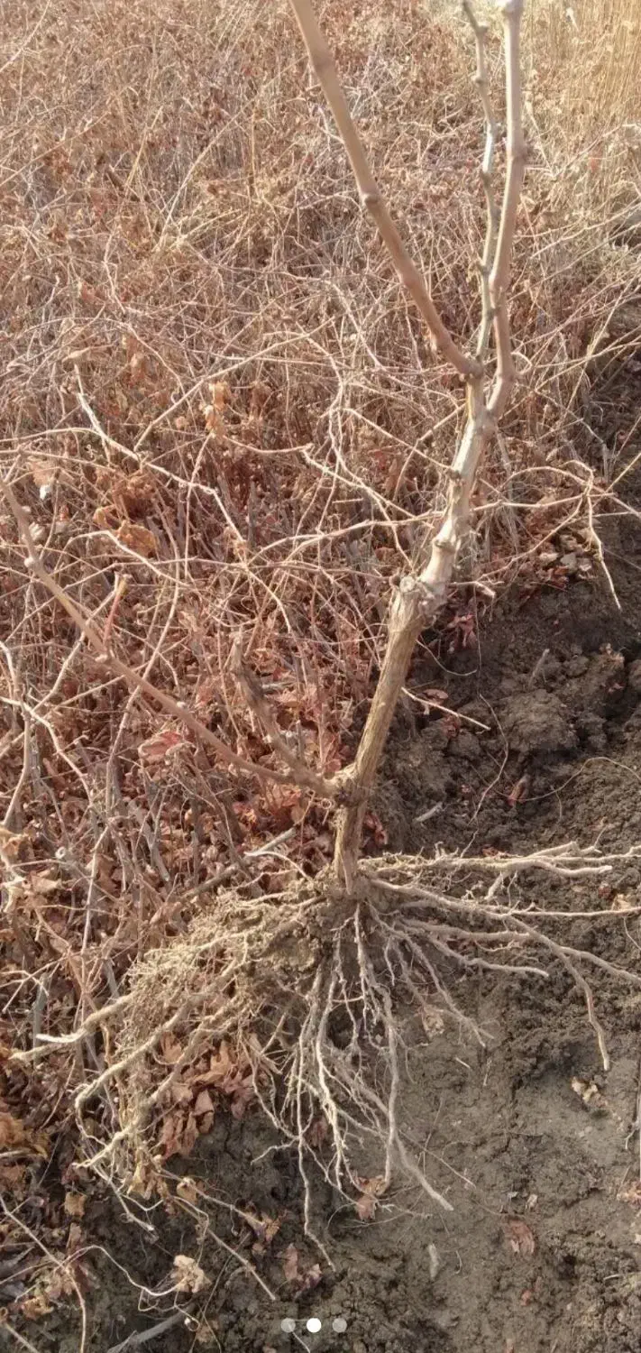 نهال انگور سیاه دیمی سردشت|خدمات باغبانی و درختکاری|سنندج, |دیوار