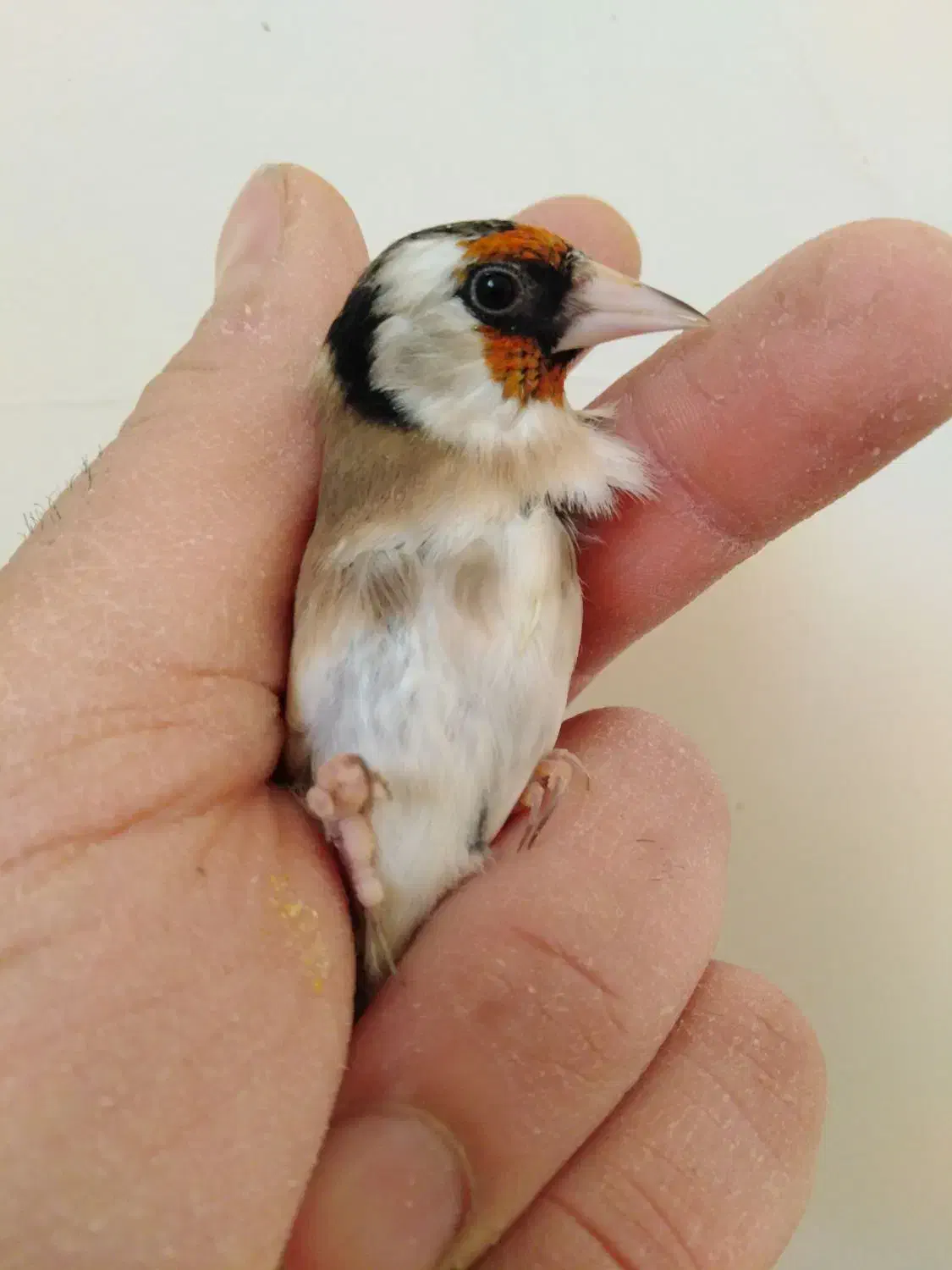 خاکی|پرنده|خمینی‌شهر, |دیوار