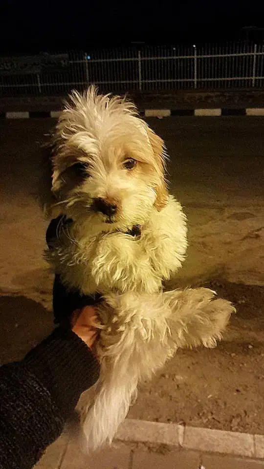 شیتزو|سگ|ارومیه, |دیوار