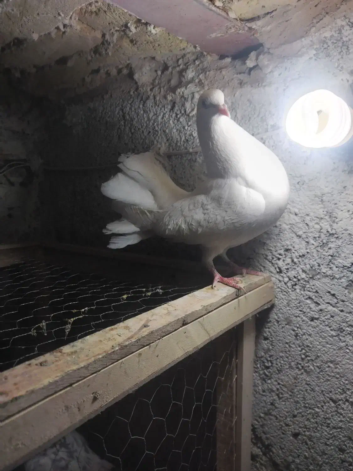 کبوتر. دم چتری|پرنده|تربت‌حیدریه, آغوی|دیوار