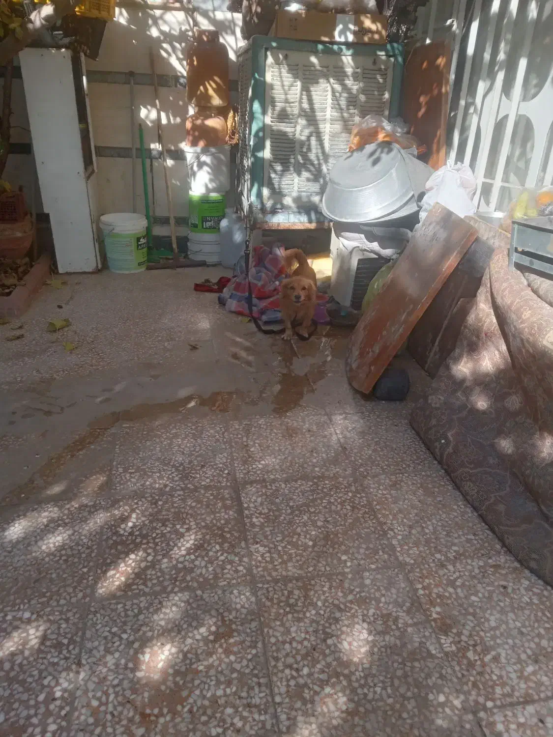 سگ خونگی سرحال|سگ|شیراز, صاحب الزمان|دیوار