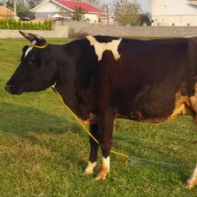 گاو گوساله شیری|حیوانات مزرعه|رشت, شالکو|دیوار