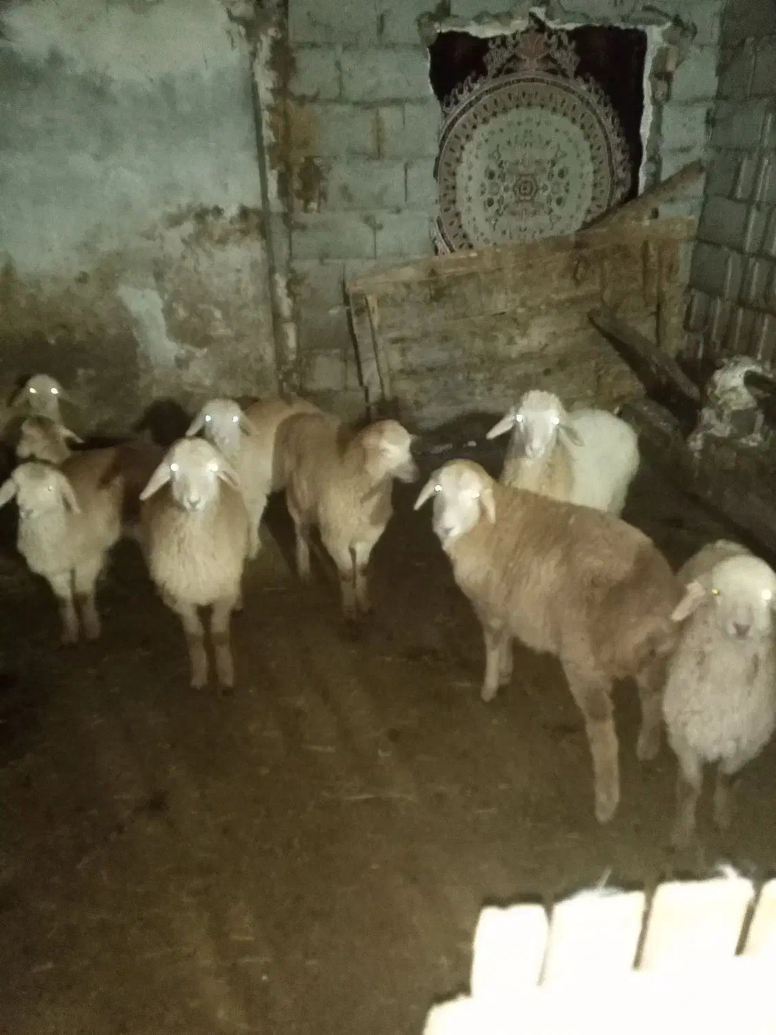 گوسفند|حیوانات مزرعه|مشگین شهر, |دیوار