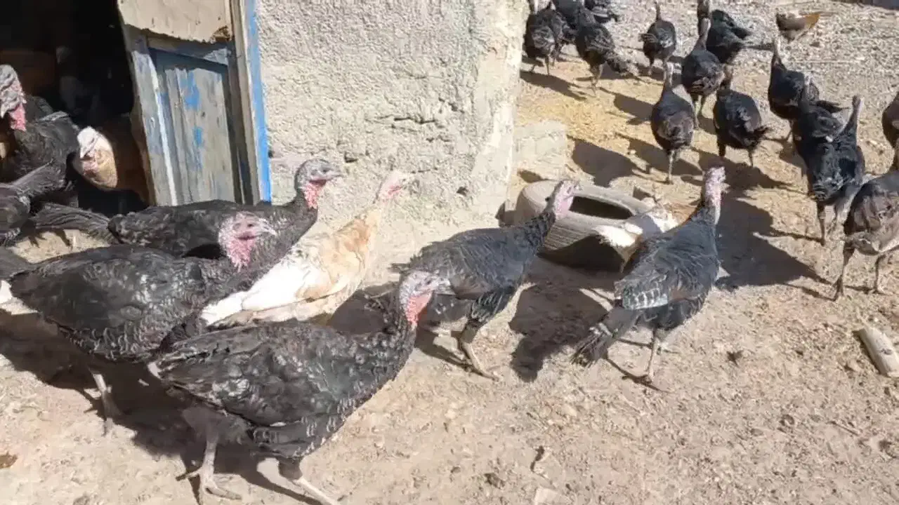 بوقلمون ماده محلی|حیوانات مزرعه|بیستون, |دیوار