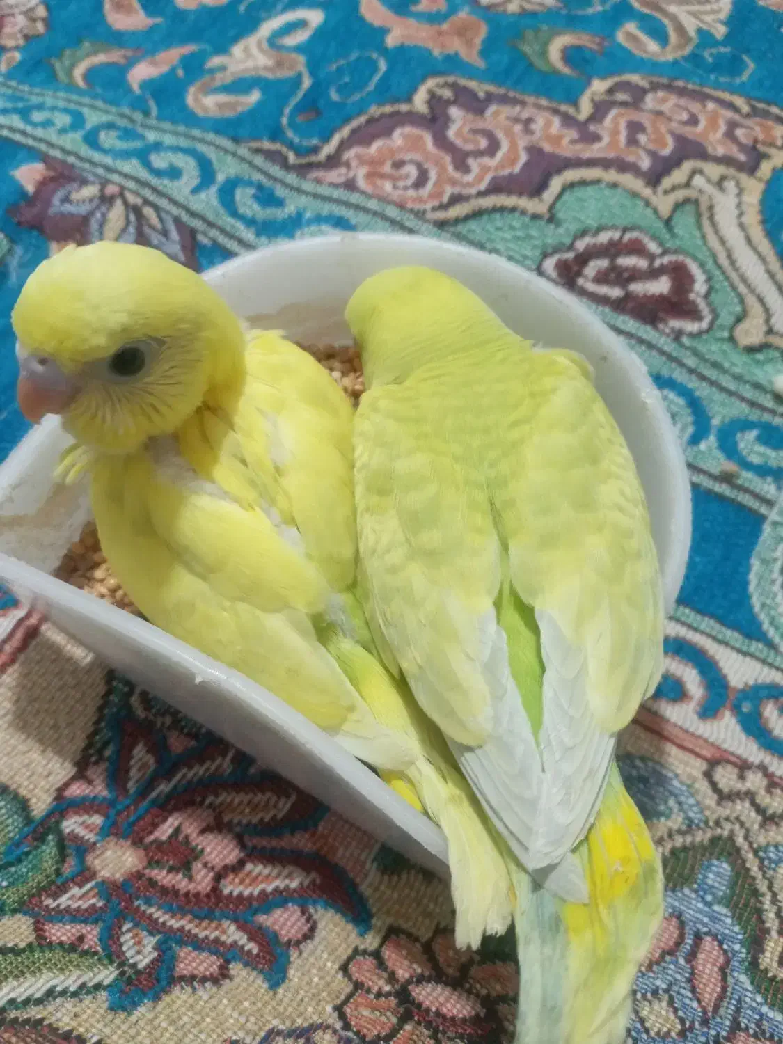 مرغ عشق جفت|پرنده|قدس, شهرقدس|دیوار