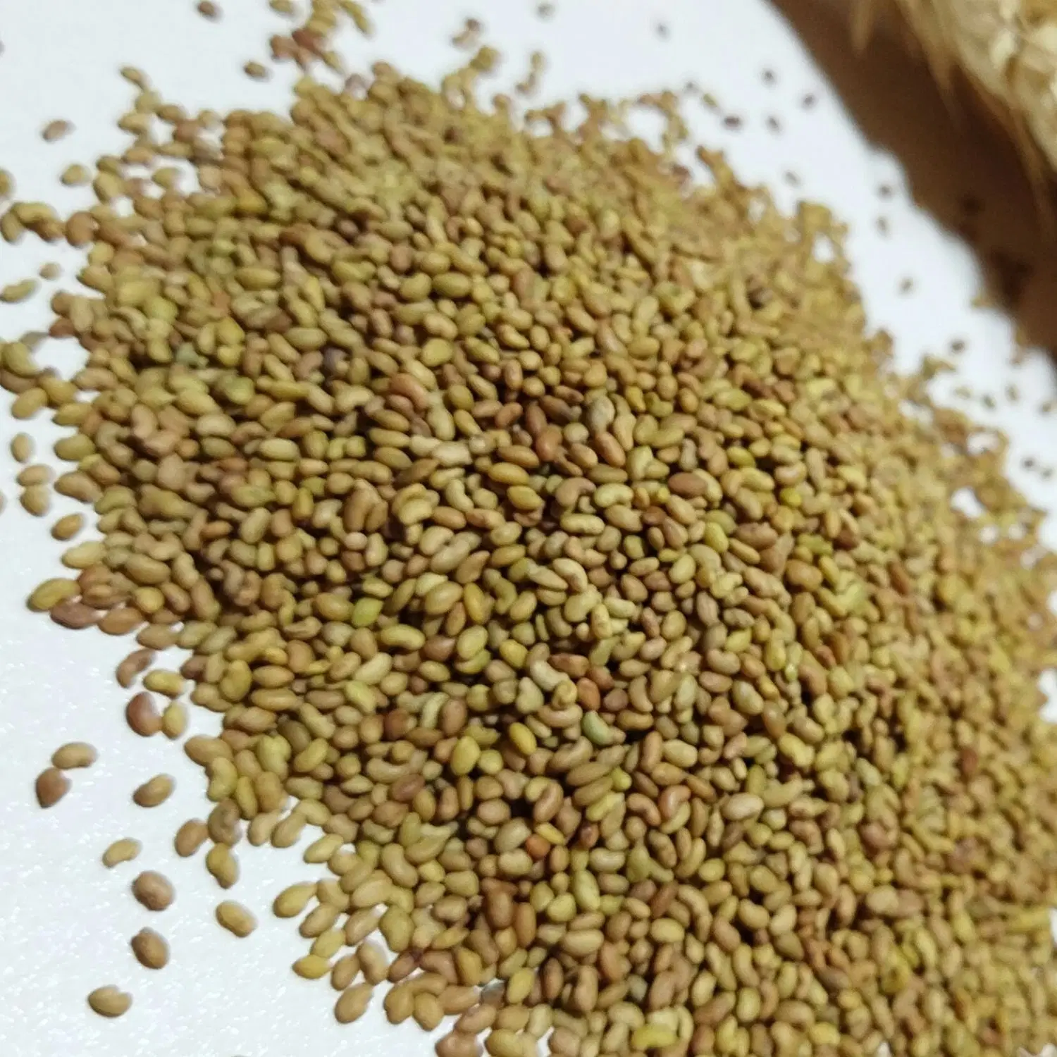 بذر طلای سبز|خدمات باغبانی و درختکاری|کرمانشاه, |دیوار