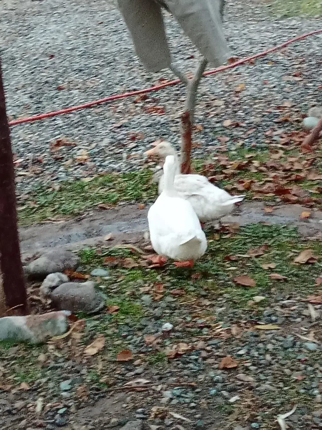 اردک نر و ماده است|حیوانات مزرعه|چهارباغ, |دیوار