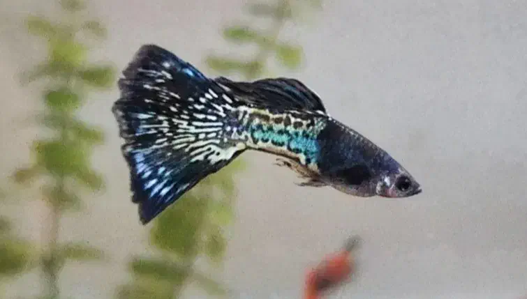 مولی پلاتی گوپی زبرا کالر آنجل  تایگر لاک آکواریوم|ماهی|تهران, امام زاده حسن|دیوار